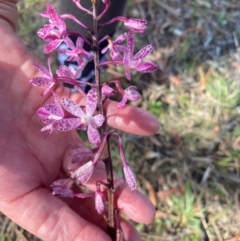 Dipodium punctatum (Blotched Hyacinth Orchid) at QPRC LGA - 17 Dec 2023 by RobF