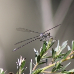 Austroargiolestes sp. (genus) (Flatwing) at Captains Flat, NSW - 22 Dec 2023 by Csteele4