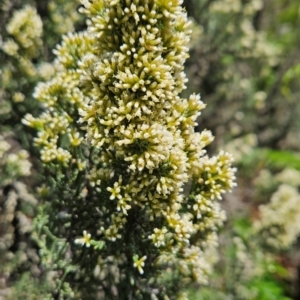 Ozothamnus hookeri at Weldborough, TAS - 20 Dec 2023