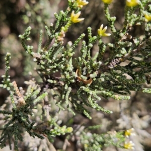 Ozothamnus hookeri at Weldborough, TAS - 20 Dec 2023