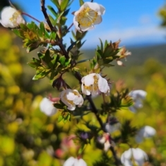 Bauera rubioides (Wiry Bauera) at Weldborough, TAS - 20 Dec 2023 by BethanyDunne