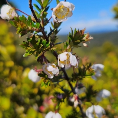 Bauera rubioides (Wiry Bauera) at Weldborough, TAS - 19 Dec 2023 by BethanyDunne