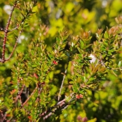 Bauera rubioides at Weldborough, TAS - 20 Dec 2023