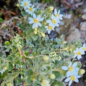 Olearia obcordata at Weldborough, TAS - 20 Dec 2023