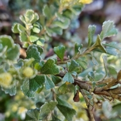 Olearia obcordata at Weldborough, TAS - 20 Dec 2023