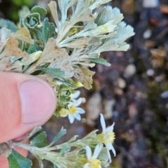 Olearia obcordata at Weldborough, TAS - 20 Dec 2023