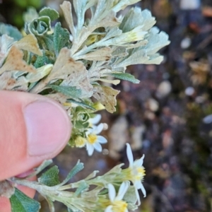 Olearia obcordata at Weldborough, TAS - 20 Dec 2023 10:11 AM