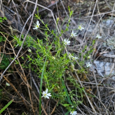 Stellaria pungens (Prickly Starwort) at Captains Flat, NSW - 22 Dec 2023 by Csteele4