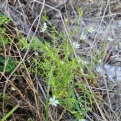 Stellaria pungens at QPRC LGA - 22 Dec 2023