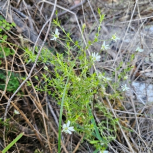 Stellaria pungens at QPRC LGA - 22 Dec 2023