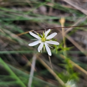 Stellaria pungens at QPRC LGA - 22 Dec 2023