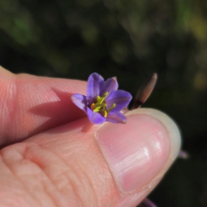 Dianella caerulea at QPRC LGA - 22 Dec 2023 04:58 PM