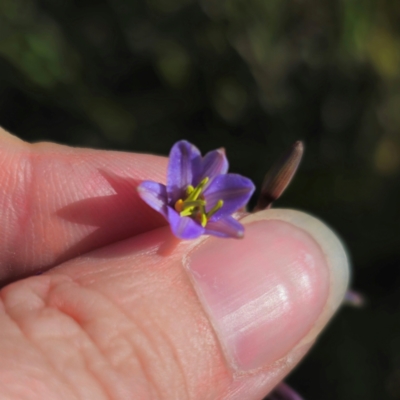 Dianella caerulea (Common Flax Lily) at QPRC LGA - 22 Dec 2023 by Csteele4