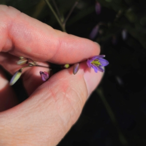 Dianella caerulea at QPRC LGA - 22 Dec 2023 04:58 PM