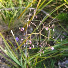 Dianella caerulea at QPRC LGA - 22 Dec 2023 04:58 PM