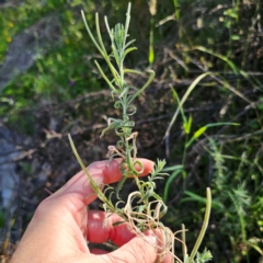 Epilobium hirtigerum (Hairy Willowherb) at Captains Flat, NSW - 22 Dec 2023 by Csteele4