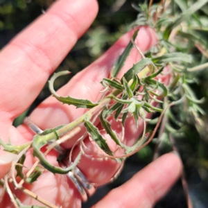 Epilobium hirtigerum at QPRC LGA - 22 Dec 2023 04:53 PM