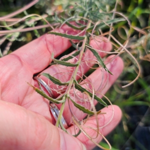 Epilobium hirtigerum at QPRC LGA - 22 Dec 2023 04:53 PM