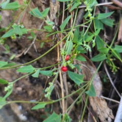 Einadia nutans subsp. nutans (Climbing Saltbush) at Captains Flat, NSW - 22 Dec 2023 by Csteele4