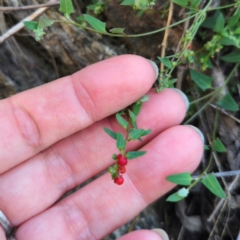 Einadia nutans subsp. nutans at QPRC LGA - 22 Dec 2023