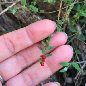 Einadia nutans subsp. nutans at QPRC LGA - 22 Dec 2023