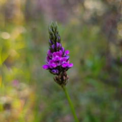 Cullen microcephalum (Dusky Scurf-pea) at Captains Flat, NSW - 22 Dec 2023 by Csteele4