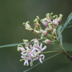 Lomatia myricoides (River Lomatia) at QPRC LGA - 22 Dec 2023 by Csteele4