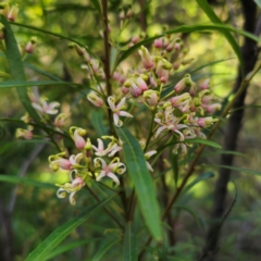 Lomatia myricoides at QPRC LGA - 22 Dec 2023