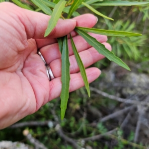 Lomatia myricoides at QPRC LGA - 22 Dec 2023