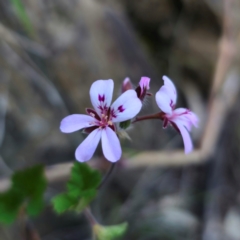 Pelargonium australe (Austral Stork's-bill) at Captains Flat, NSW - 22 Dec 2023 by Csteele4