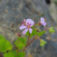 Pelargonium australe at QPRC LGA - 22 Dec 2023 05:02 PM