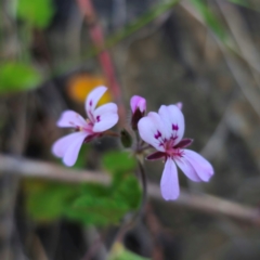 Pelargonium australe at QPRC LGA - 22 Dec 2023