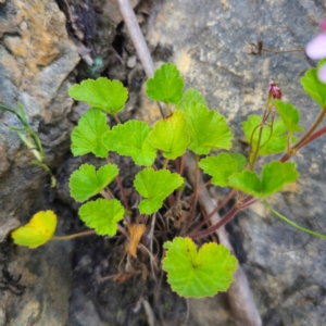 Pelargonium australe at QPRC LGA - 22 Dec 2023