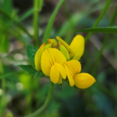 Lotus uliginosus (Birds-foot Trefoil) at Captains Flat, NSW - 22 Dec 2023 by Csteele4