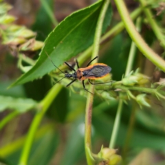 Gminatus australis (Orange assassin bug) at Captains Flat, NSW - 22 Dec 2023 by Csteele4