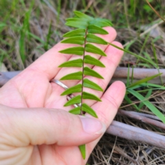 Pellaea calidirupium (Hot Rock Fern) at QPRC LGA - 22 Dec 2023 by Csteele4