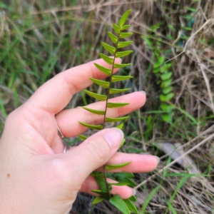 Pellaea calidirupium at QPRC LGA - 22 Dec 2023