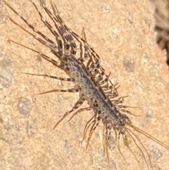 Scutigeridae (family) (A scutigerid centipede) at Molonglo River Reserve - 21 Dec 2023 by SteveBorkowskis