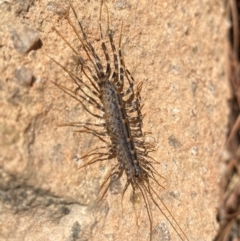 Scutigeridae (family) at Molonglo River Reserve - 22 Dec 2023 09:24 AM