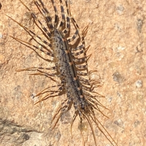 Scutigeridae (family) at Molonglo River Reserve - 22 Dec 2023 09:24 AM