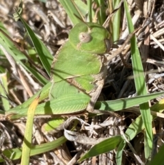 Gastrimargus musicus (Yellow-winged Locust or Grasshopper) at Molonglo, ACT - 22 Dec 2023 by SteveBorkowskis