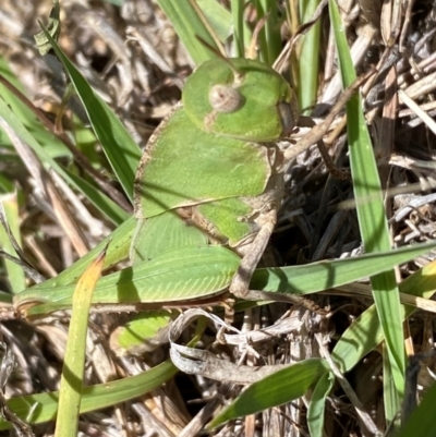 Gastrimargus musicus (Yellow-winged Locust or Grasshopper) at Molonglo, ACT - 22 Dec 2023 by SteveBorkowskis