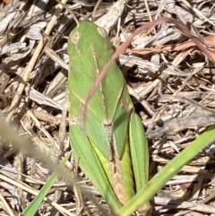 Gastrimargus musicus at Molonglo River Reserve - 22 Dec 2023 12:10 PM