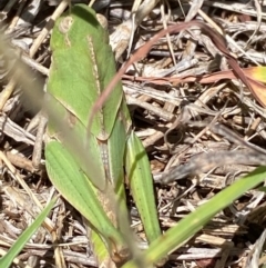 Gastrimargus musicus at Molonglo River Reserve - 22 Dec 2023 12:10 PM