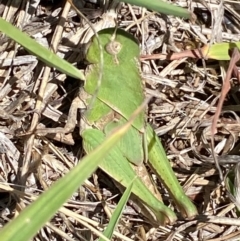 Gastrimargus musicus at Molonglo River Reserve - 22 Dec 2023 12:10 PM