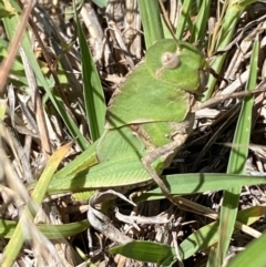 Gastrimargus musicus at Molonglo River Reserve - 22 Dec 2023 12:10 PM