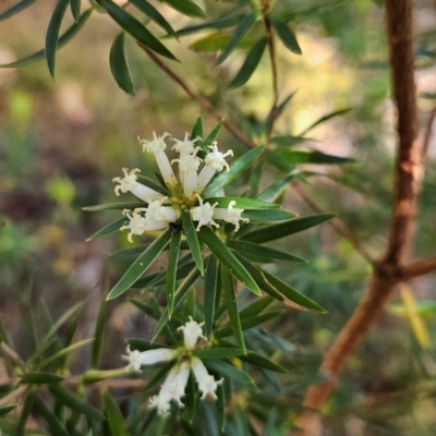 Cyathodes glauca (Purple Cheeseberry) at Weldborough, TAS - 19 Dec 2023 by BethanyDunne