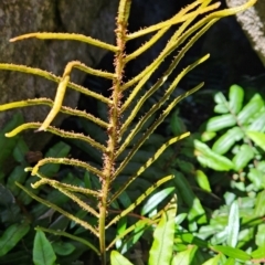 Blechnum wattsii (Hard Water Fern) at Weldborough, TAS - 19 Dec 2023 by BethanyDunne