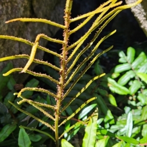 Blechnum wattsii at Weldborough, TAS - 20 Dec 2023 09:50 AM