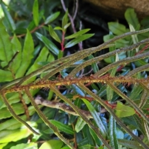 Blechnum wattsii at Weldborough, TAS - 20 Dec 2023